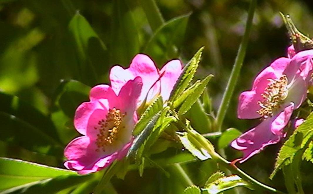 Propiedades Del Aceite De Rosa De Mosqueta Para La Piel