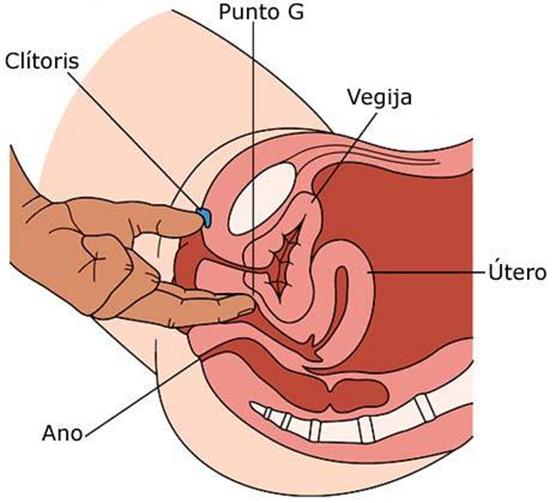 Que es el punto G, Donde se encuentra y Como se estimula el puntp G?