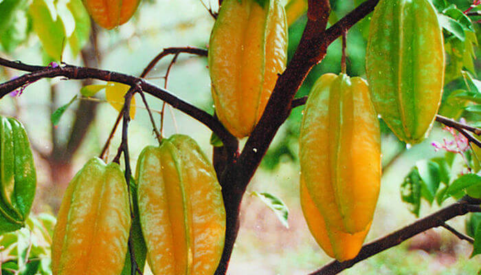 carambolas para la cistitis