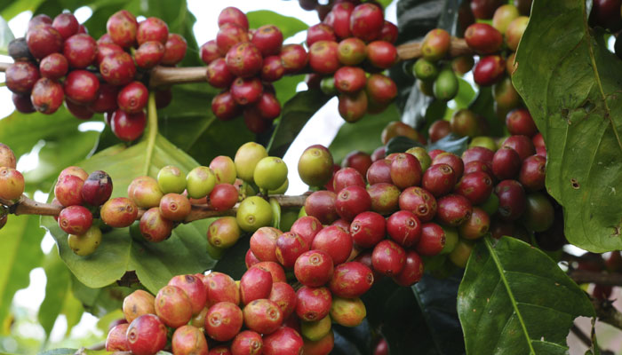 Bayas de café para el tipo de piel combinada