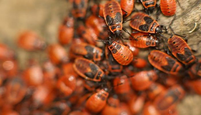 Bichos de la madera. Descubre Cómo Eliminarlos Eficazmente