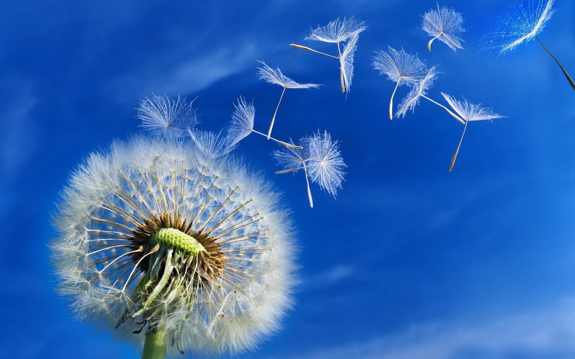 5 Propiedades del Diente de León como Planta Medicinal