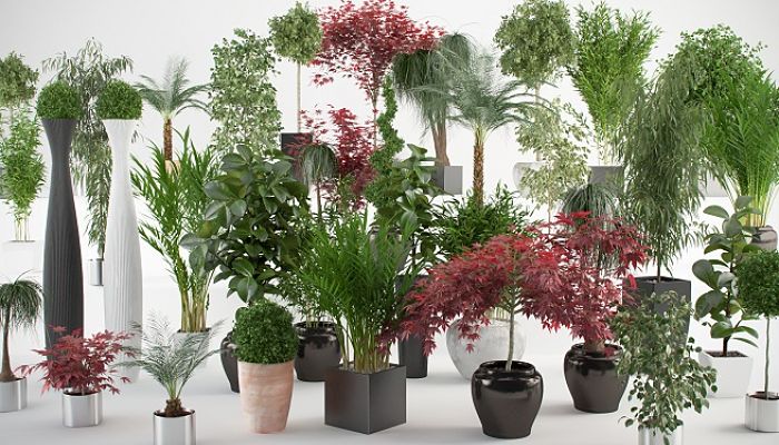 Hermosas Plantas De Interiores Que Purifican El Aire De Tu Hogar!